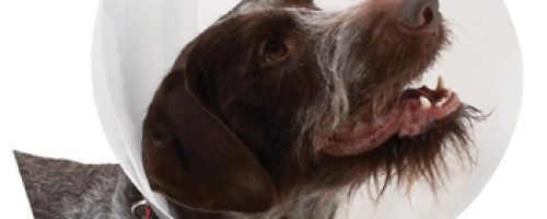 beneficiosdacastracaoemcachorros beneficiosdacastracaoemcachorros